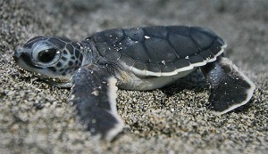 green-turtle-baby